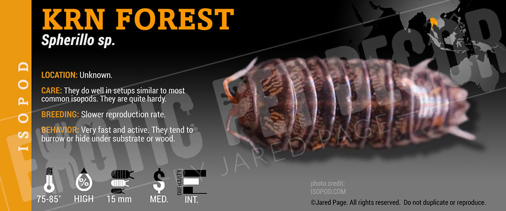 Spherillo sp 'Krn Forest' isopod