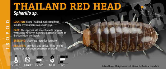 Spherillo sp ''Thailand Red Head' isopod label