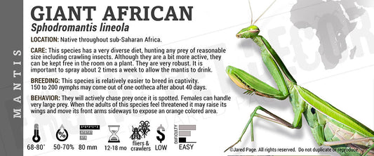 Sphodromantis lineola 'Giant African' Mantis
