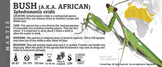 Sphodromantis viridis 'Bush African' Mantis