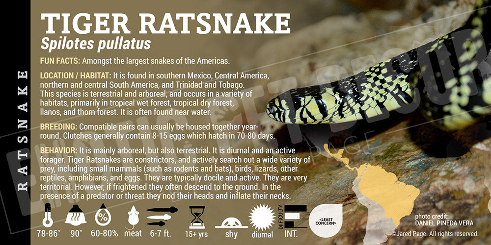 Spilotes pullatus 'Tiger Ratsnake'