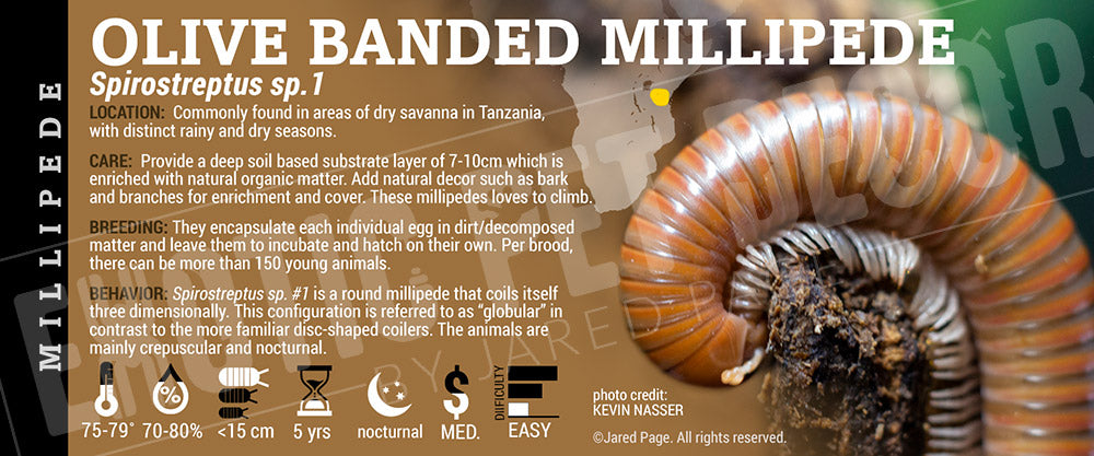 Spirostreptus sp.1 'Olive Banded' Millipede