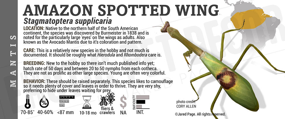 Stagmatoptera supplicaria 'Amazon Spotted Wing' Mantis