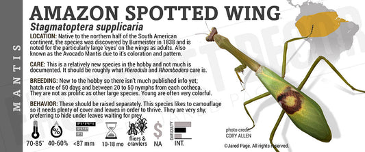 Stagmatoptera supplicaria 'Amazon Spotted Wing' Mantis
