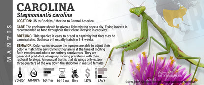 Stagmomantis carolina 'Mantis'