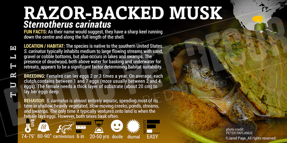 Sternotherus carinatus 'Razor Backed Musk' Turtle