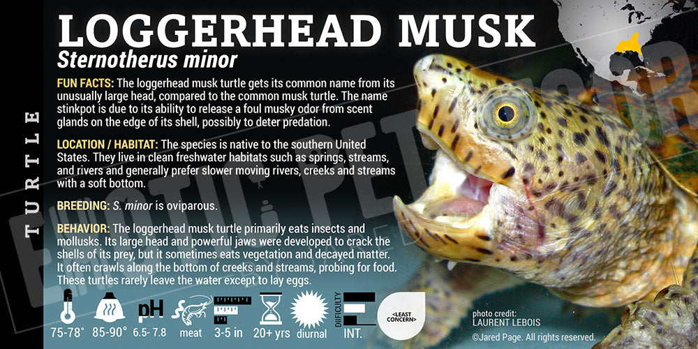 Loggerhead Musk Turtle Map Sternotherus minor 'Loggerhead Musk' Turtle Cards and Enclosure Labels ...