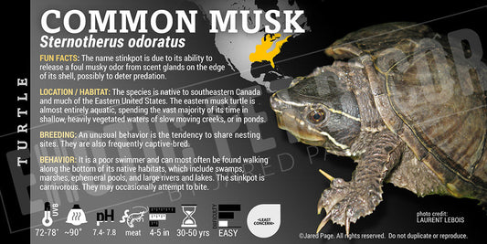 Sternotherus odoratus 'Common Musk' Turtle