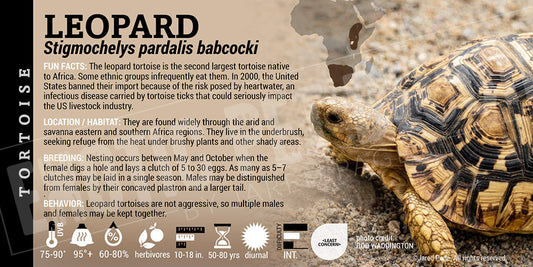 Stigmochelys pardalis babcocki 'Leopard' Tortoise