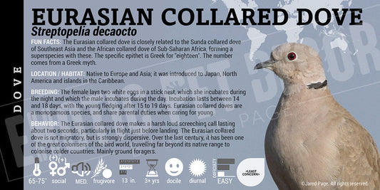 Streptopelia decaocto 'Eurasian Collared Dove'