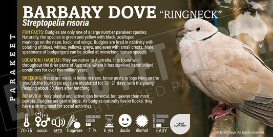 Streptopelia risoria 'Barbary Ringneck Dove'
