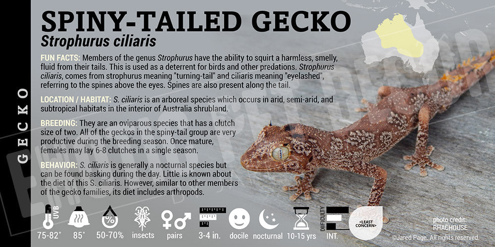 Strophurus ciliaris 'Spiny Tail' Gecko