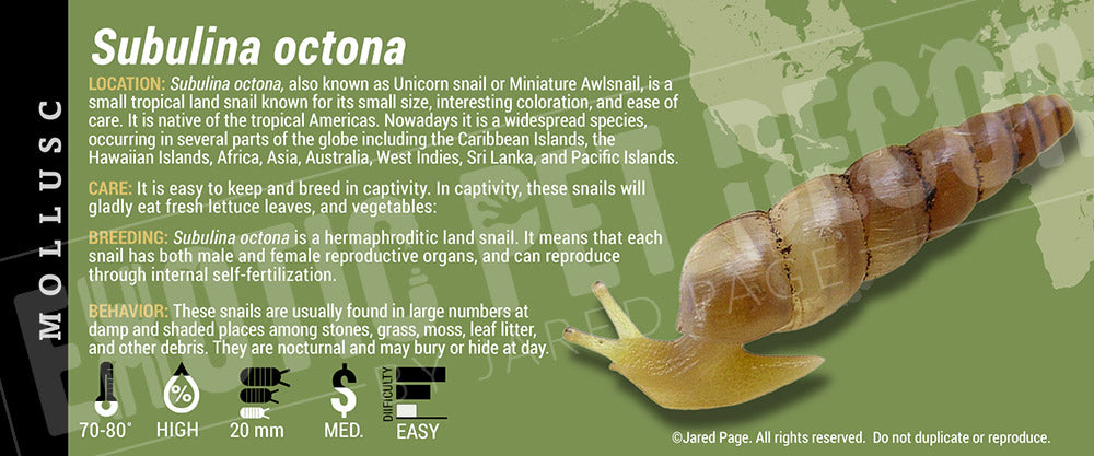 Subulina octona Snail