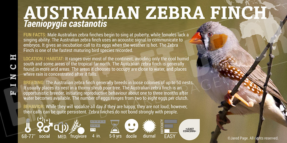 Finch Label Taeniopygia castanotis 'Zebra Finch' Cards and Enclosure Labels ...