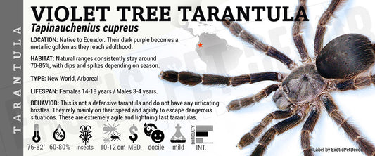 Tapinauchenius cupreus 'Violet Tree' Tarantula