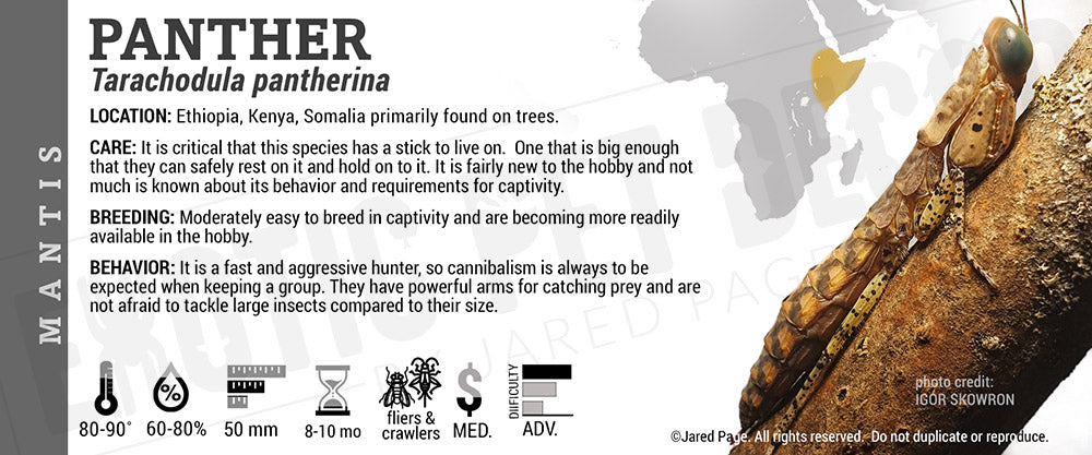 Tarachodula pantherina 'Panther' Mantis Cards and Enclosure Labels ...
