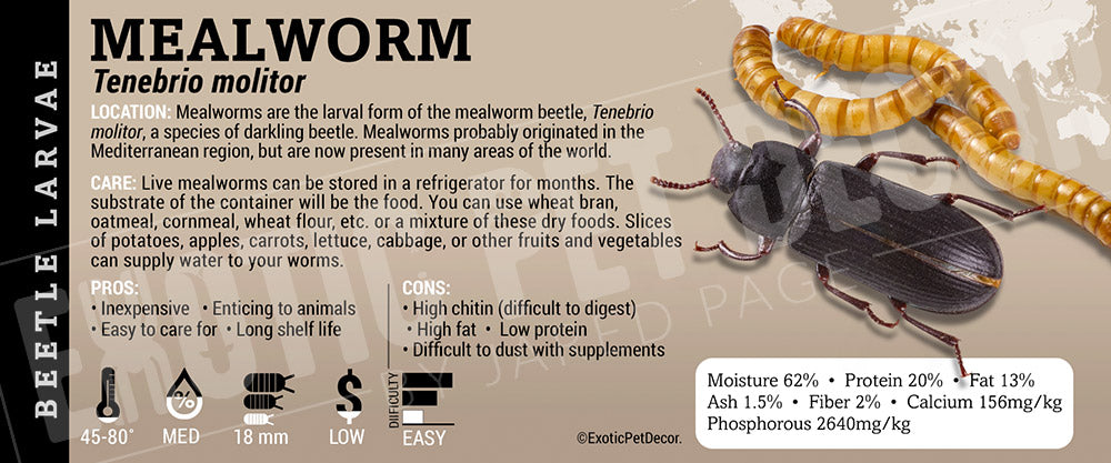 Tenebrio molitor 'Mealworm' Feeder