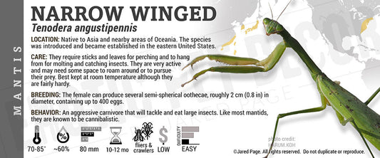 Tenodera angustipennis 'Narrow Winged' Mantis