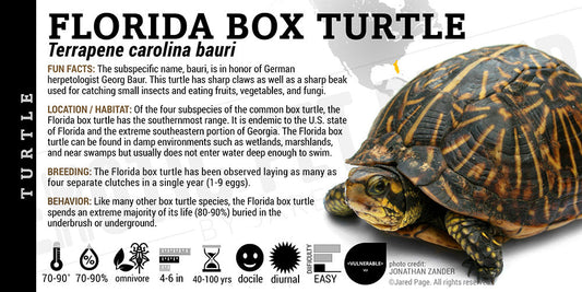 Terrapene carolina bauri 'Florida Box' Turtle