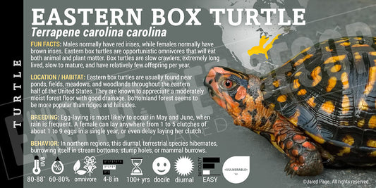Terrapene carolina carolina 'Eastern Box' Turtle