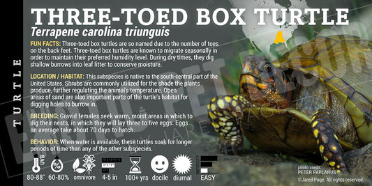 Terrapene carolina triunguis 'Three Toed Box' Turtle