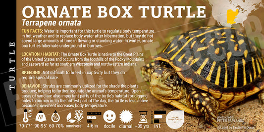 Terrapene ornata ornata 'Ornate Box' Turtle