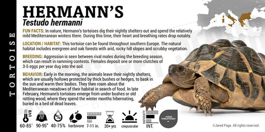 Testudo hermanni 'Hermann's' Tortoise