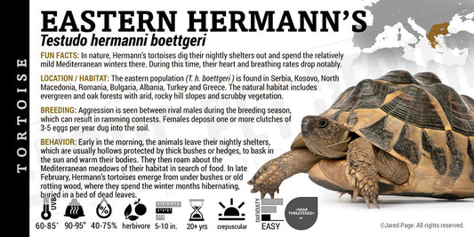 Testudo hermanni boettgeri 'Eastern Hermanns' Tortoise