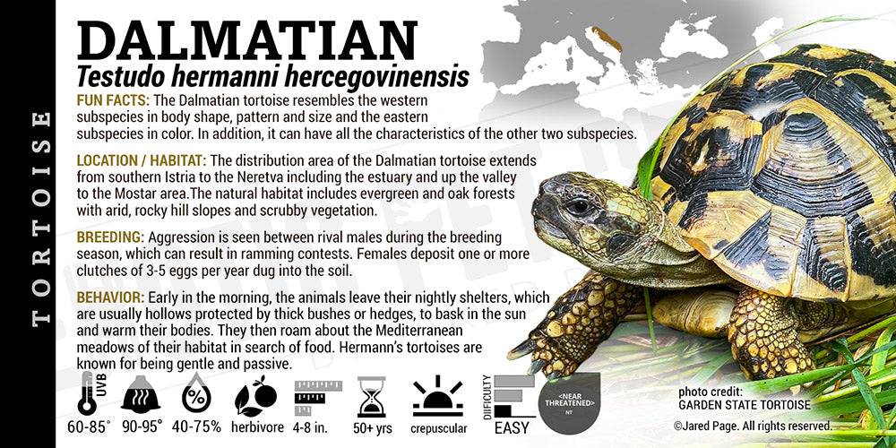 Testudo hermanni hercegovinensis 'Dalmatian' Tortoise Cards and ...