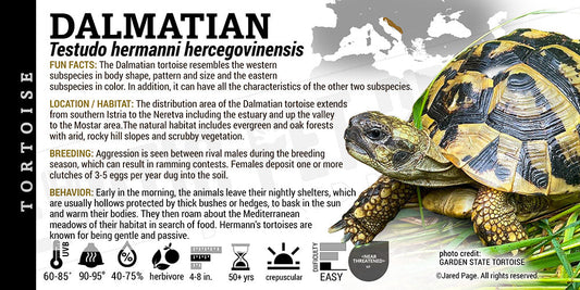 Testudo hermanni hercegovinensis 'Dalmatian' Tortoise