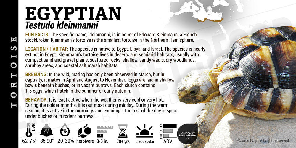 Testudo kleinmanni 'Egyptian' Tortoise Cards and Enclosure Labels ...