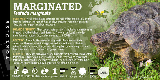 Testudo marginata 'Marginated' Tortoise