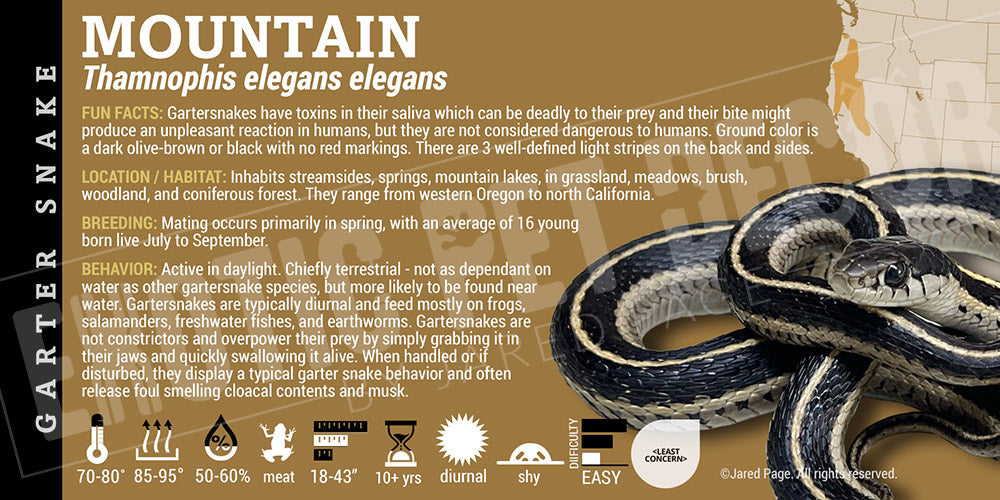 Thamnophis elegans elegans 'Mountain Garter' Snake Cards and Enclosure ...