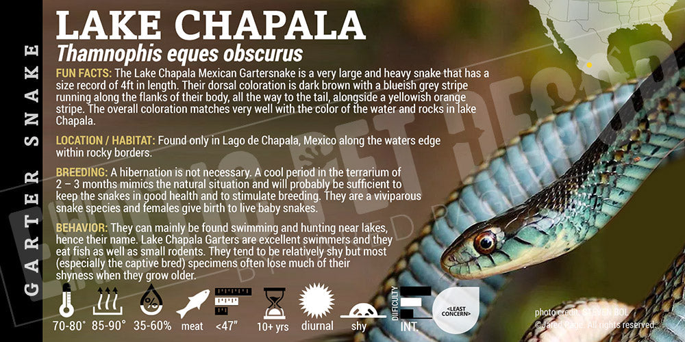 Thamnophis Eques Obscurus 'Lake Chapala Garter' Snake Cards And ...