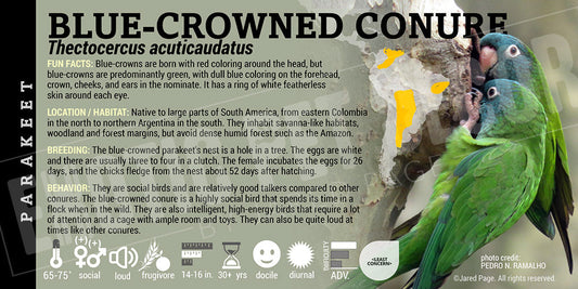 Thectocercus acuticaudatus 'Blue Crowned Conure'