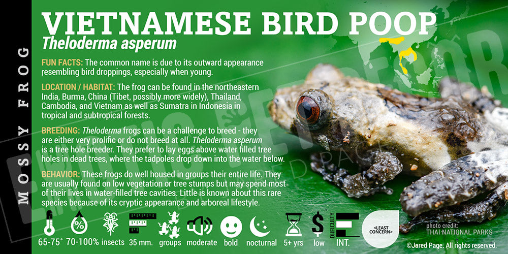 Theloderma asperum 'Bird Poop Frog' Cards and Enclosure Labels – Exotic ...