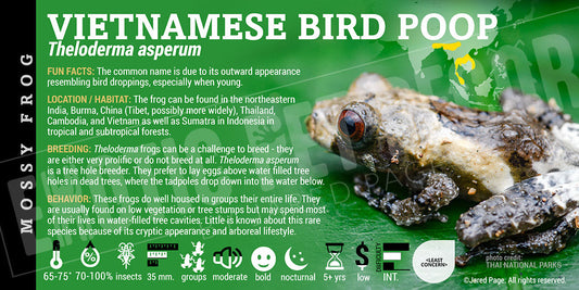 Theloderma asperum 'Bird Poop Frog'