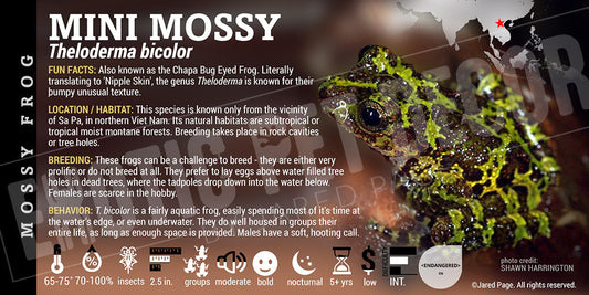 Theloderma bicolor 'Mini Mossy Tree Frog'