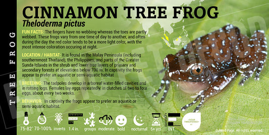 Theloderma pictus 'Cinnamon Tree Frog'