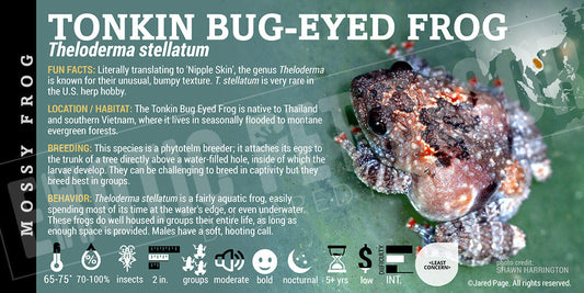 Theloderma stellatum 'Tonkin Bug Eyed Frog'