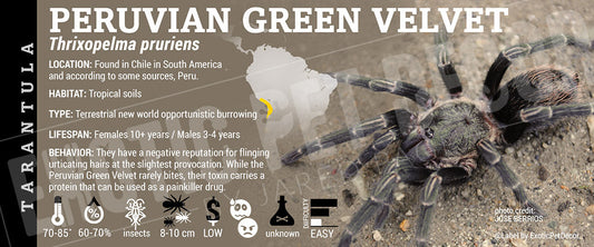 Thrixopelma pruriens 'Peruvian Green Velvet' Tarantula
