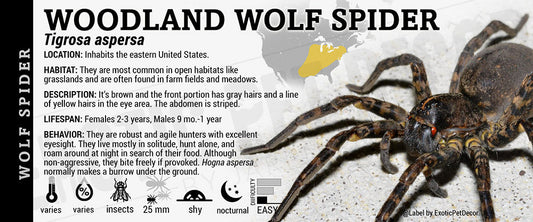Tigrosa aspersa 'Tiger Wolf' Spider