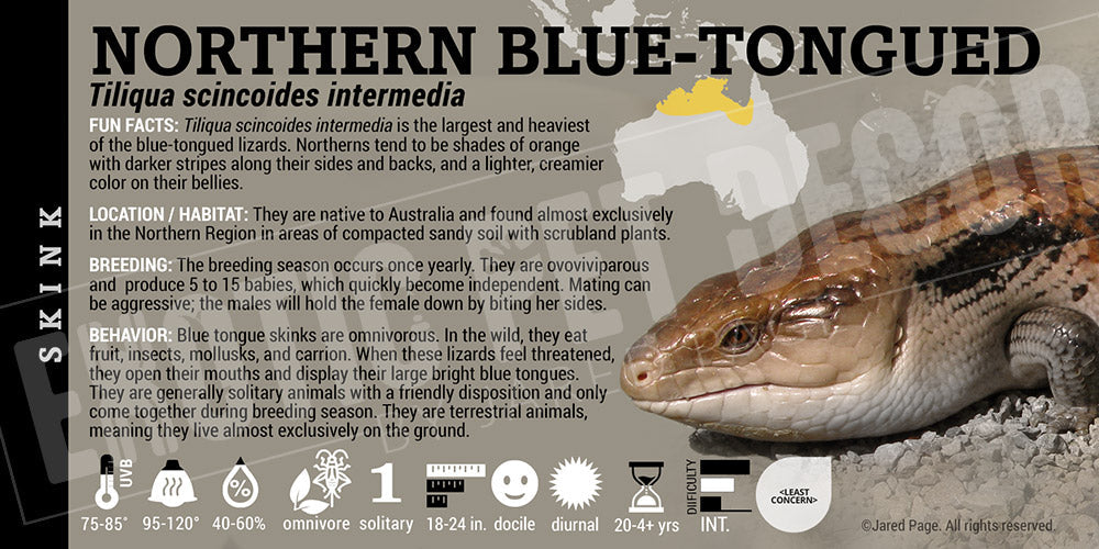 Tiliqua scincoides intermedia 'Northern Blue Tongue' Skink