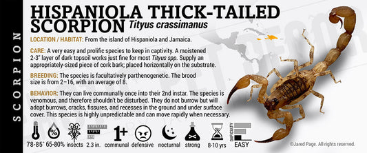 Tityus crassimnus 'Hispaniola Thick Tailed' Scorpion