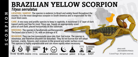 Tityus serrulatus 'Brazilian Yellow' Scorpion