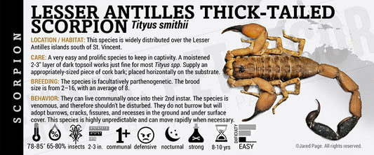 Tityus smithii 'Lesser Antilles Thick Tailed' Scorpion