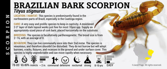 Tityus stigmurus 'Brazilian Bark' Scorpion