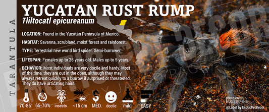 Tliltocatl epicureanum 'Yucatan Rust Rump' Tarantula