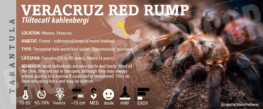 Tliltocatl kahlenbergi 'Veracruz Red Rump' Tarantula