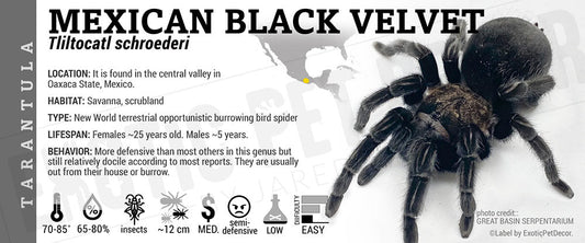 Tliltocatl schroederi 'Mexican Black Velvet' Tarantula